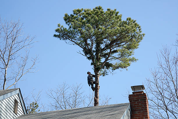 Best Tree and Shrub Care  in Good Hope, CA